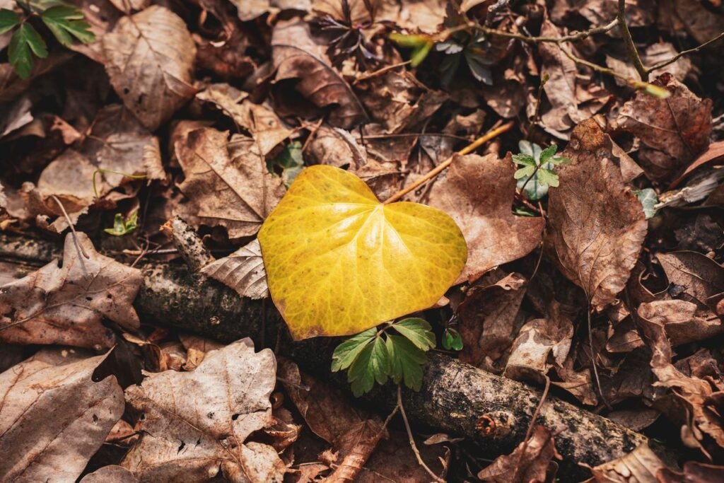 Image of a withering heart shaped leaf by pexels vladimirsrajber 