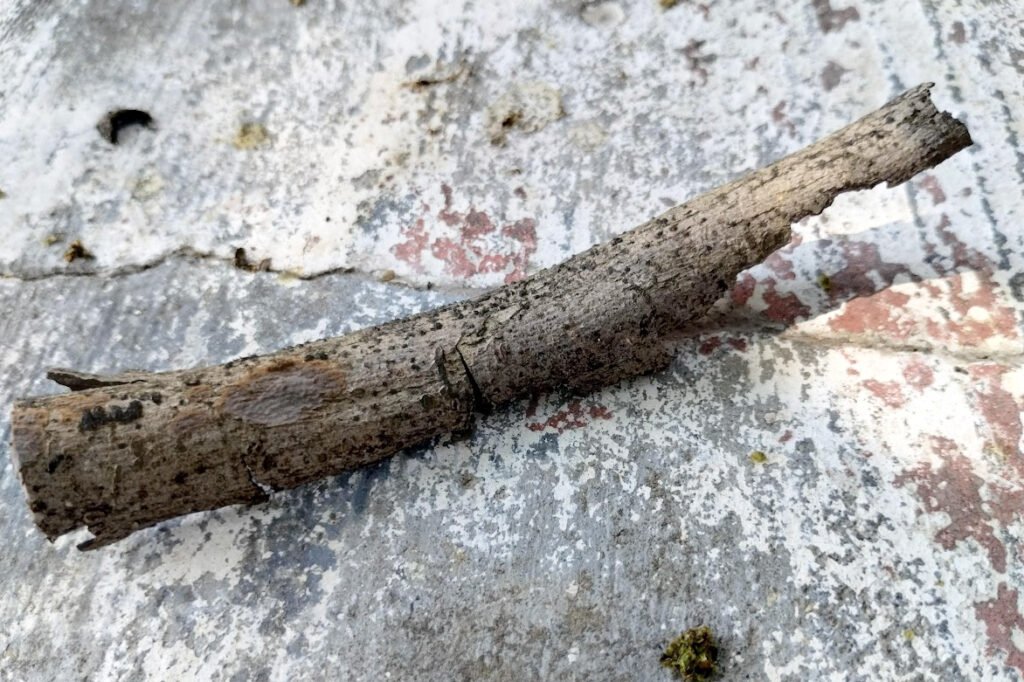 Image of a dry twig resembling driftwood lying on a short ledge.