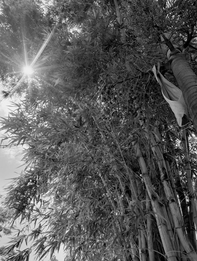 Monochroem image of bamboo