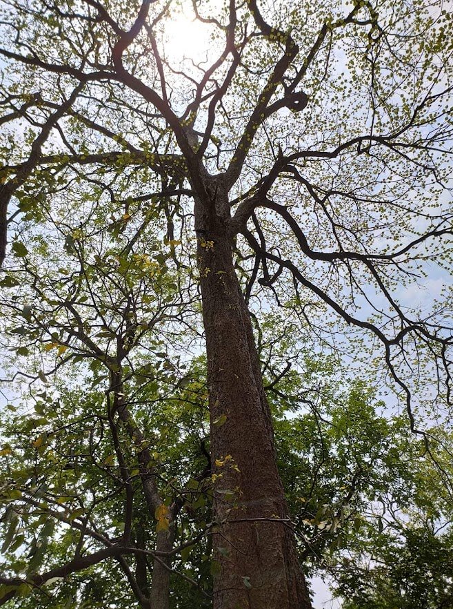knotty branches