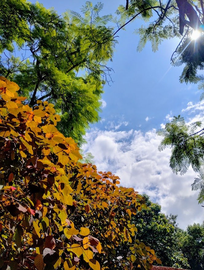 Foliage Frames