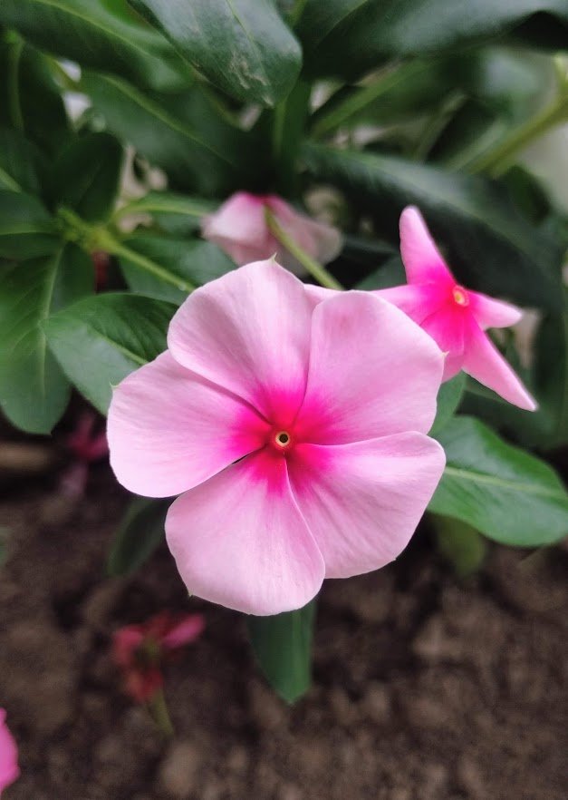 Merry Periwinkles