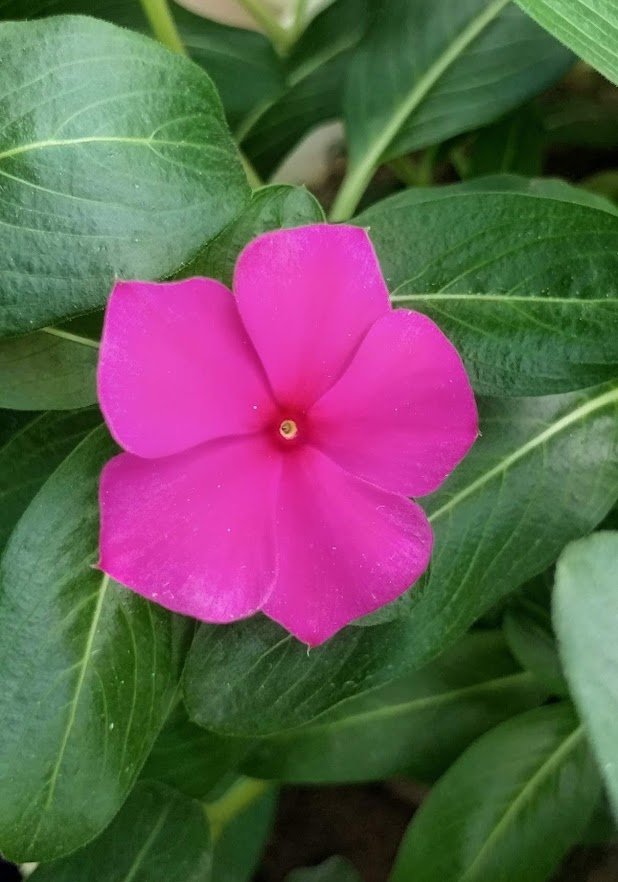 magenta periwinkle with maroon centre