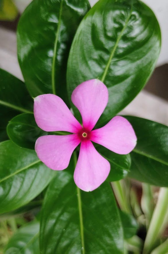 mauve periwinkle with maroon centre