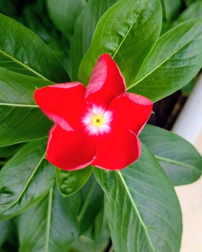 red periwinkle with white centre