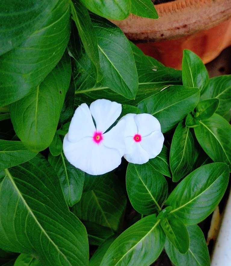 while periwinkle with pink centre