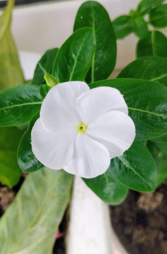while periwinkle with yellow centre